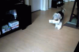 dancing dog with the mail