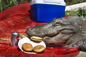 alligator eating hamburgers at picnic