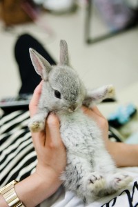 bunny wants a belly rub