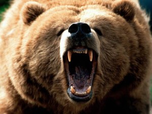 enraged grizzly bear
