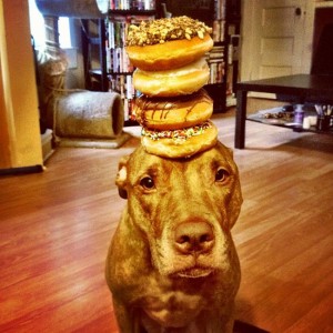 scout the pit bull has perfect self control