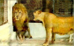 male lion being nagged by female