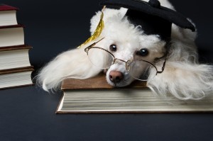 dog-graduation