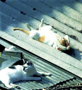 cat sleeping on a hot tin roof