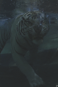 tiger underwater