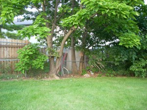 tree and fence 1