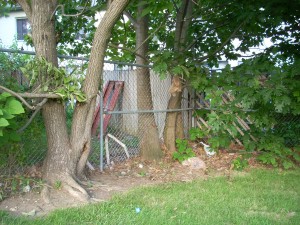 tree and fence 2