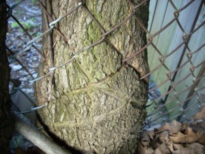 tree and fence 7