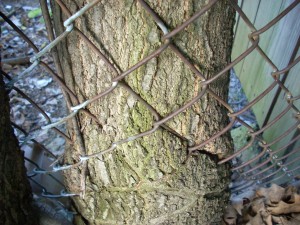 tree and fence 8