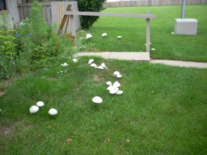 mushrooms 1