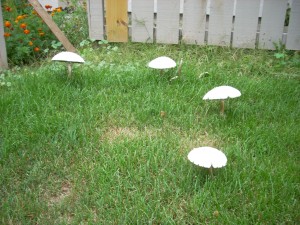 mushrooms 2