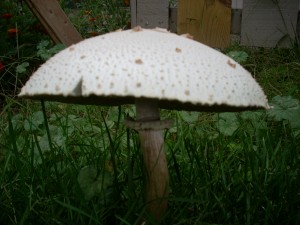 mushrooms 5