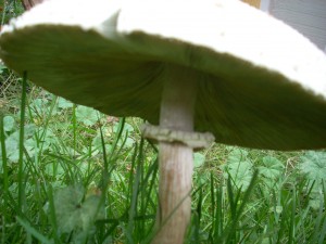 mushrooms 6