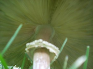 mushrooms 7