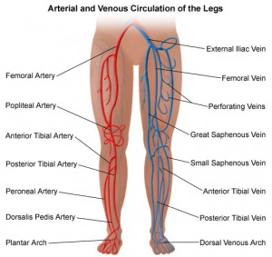 circulatory system of the legs