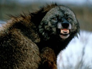 snarling wolf