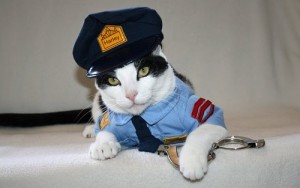 kitty cat dressed as police officer