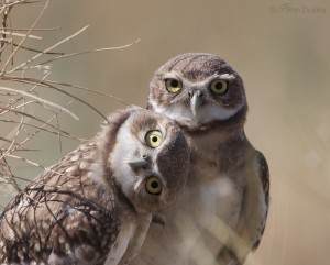 burrowing owl with tilted head