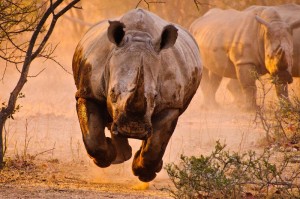 rhino charging out of the brush