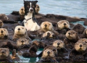 this_dog_is_otterly_confused