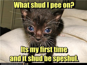 kitten wants to pee