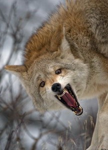 snarling coyote