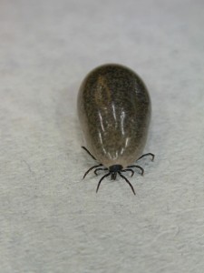 bloated tick