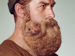 animal beard